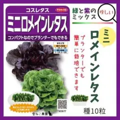【野菜の種】ミニロメインレタス１０粒　育てやすい簡単栽培！2色入り！