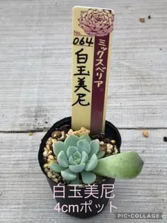 白玉美尼　札付きポットごとメルカリ便おらいさん苗ミックスベリア 白玉美尼 札付きポットごとメルカリ便おらいさん苗ミックスベリア