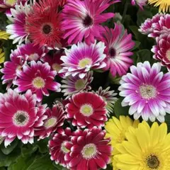 カメ様専用です！10鉢価格！ガーベラ　苗　苗木　宿根草　スパイダー　八重咲