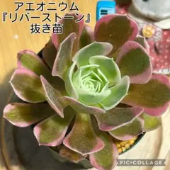 2026年最新】アエオニウム錦の人気アイテム - メルカリ
