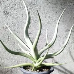 2026年最新】サンセベリアドラゴンの人気アイテム - メルカリ