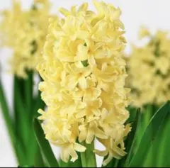 ころちゃん様 リクエスト 2点 まとめ商品