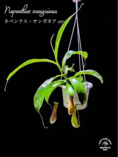 食虫植物 ハエトリソウ jaws smiley ハエトリグサ ジョーズスマイリー