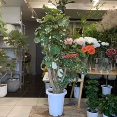 ユニークな2段咲き❤︎ハイビスカス【フラミンゴレッド】スタンド