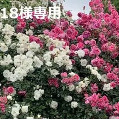 【18様専用】SV925フィガロチェーンネックレス+SV925丸カン径6mm