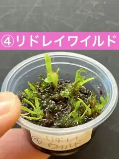 速達❣️かめ様 リクエスト 6点 まとめ商品