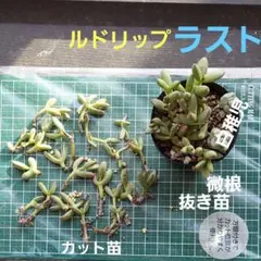 2025年最新】ルドリップ 多肉植物の人気アイテム - メルカリ
