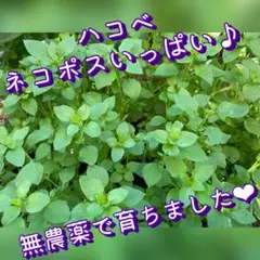 Item thumbnail for item 4470e679-5572-48c0-a22f-a3c39ba018c6