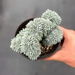 Top【選抜株】多肉植物　23417セトーサ　デミヌタ錦　35個　鉢無し/脱土 2026年最新】セトーサデミヌタの人気アイテム - メルカリ