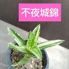 2026年最新】多肉 植物 抜き 苗の人気アイテム - メルカリ