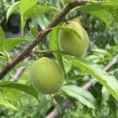 若桃 約1kg（箱込み）岸和田市包近産　加工用のサムネイル