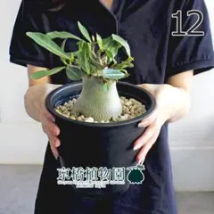 現品】アデニウム・アラビカム（アラビクム） 5号 黒鉢（16） - メルカリ