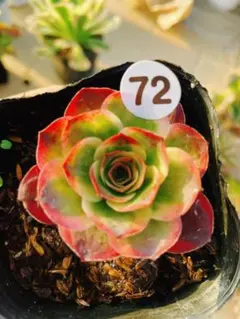 多肉植物アエオニウム錦 ❤️魅金のバラ ❤️ アエオニウム 魅金ローズ 多肉植物の通販 by momo's shop｜ラクマ