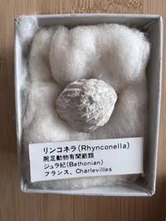リンコネラ (Rhynconella) 化石標本のサムネイル