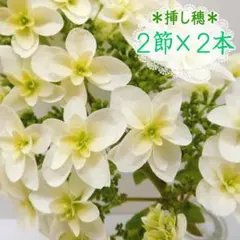 2本カット【挿し穂】薔薇 別名 エデン ローズ88 カップ咲 大輪 カット