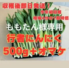 専用出品　5月5日収穫　即発送　行者ニンニク 500g＋オマケ