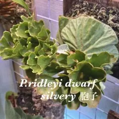 P.ridleyi dwarf silvery 胞子②のサムネイル