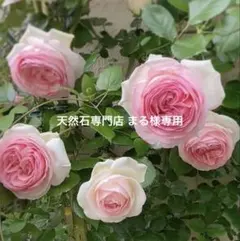 ピエールドゥロンサールとクレマチスの切り花 生花 60サイズ - メルカリ