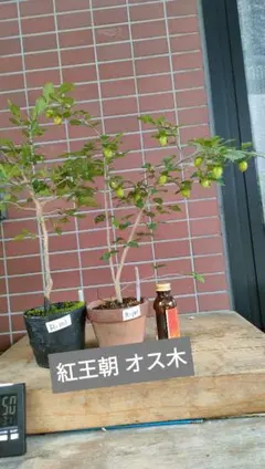 老爺柿 メス木 紅王朝 オス木2本組 実数18粒 全高48cmR-101のサムネイル