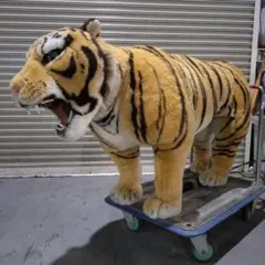 56911 トラの剥製 国際希少野生動植物種登録票付属 体長102cm 56911 トラの剥製 国際希少野生動植物種登録票付属 体長102cm - メルカリ