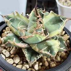 確認用　シーザー錦TC Yahoo!オークション - 【龍園觀】No.1160 希少 アガベ チタノタ