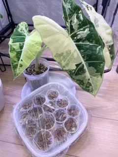 ten ko様 リクエスト 3点 まとめ商品