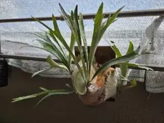 P.GoldenBoy(Spore) 常温常湿化済 中サイズ株 P.GoldenBoy(Spore) 常温常湿化済 中サイズ株 - メルカリ