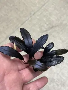 Bucephalandra sp.Ghost kalimantan大株 ブセファランドラ sp.ゴーストカリマンタン ブセファランドラ sp