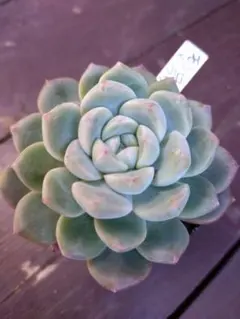 2025年最新】ぷくぷく多肉の人気アイテム - メルカリ