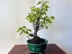 Ysh_sugawara69様 リクエスト 2点 まとめ商品