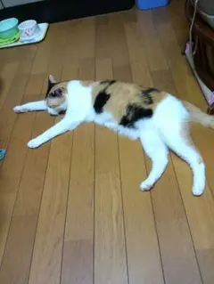くーちゃん様専用ページ♡