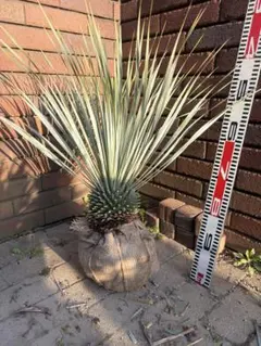 早いもの勝ち　ユッカ　ロストラータ　り