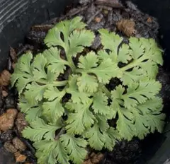 2025年最新】ハナワラビの人気アイテム - メルカリ