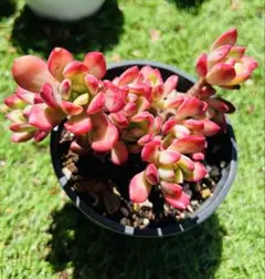 2026年最新】多肉植物 ミニベル錦の人気アイテム - メルカリ