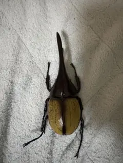 2026年最新】ヘラクレスオオカブト 標本の人気アイテム - メルカリ