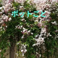 【ポットごと】ハゴロモジャスミン