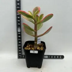 金の成る木★特大株 格安！クラッスラ 金の成る木キラメキ8号鉢（多肉植物）＠大宮フラワー