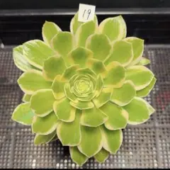 95#観葉植物アエオニウム錦❤️スーパーバン❤️1大頭6子芽11cm拨き苗 31 #観葉植物アエオニウム錦❤️スーパーバン❤️1大頭18cm拨き苗