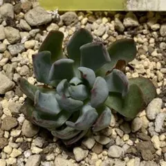 青鬼⑩おらいさん ミックスベリア 発根済み 多肉植物 - メルカリ