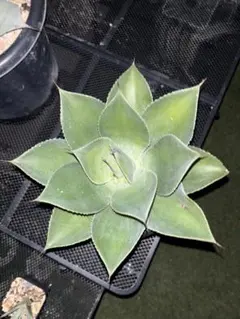 テンダー 【プロフィール必読】様確認用 ①+③ パリートランカータ斑入り テンダー 【プロフィール必読】様確認用 ①+③ パリートランカータ斑入り