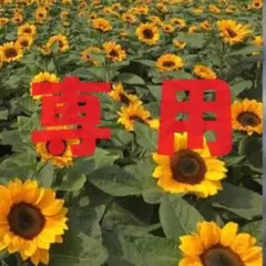 ユウテンテン様専用　中国野菜の種　芹菜　四季小香セリ　200粒