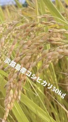 兵庫県淡路島令和7年産お米30kg にこまる　精米済 令和7年産 淡路島産 にこまる 30kg 精米済 - メルカリ