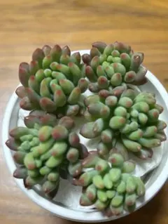 おこめ(*˘︶˘*) •*¨*•.。。♡様 リクエスト 2点 まとめ商品