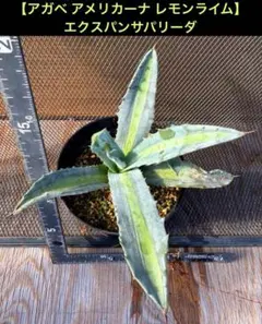 ⭐︎引取り限定⭐︎大株　希少　成長良好　大型アガベ　エクスパンサ ⭐︎引取り限定⭐︎大株 希少 成長良好 大型アガベ エクスパンサ