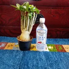 アデニウム アラビカム 塊根植物のサムネイル