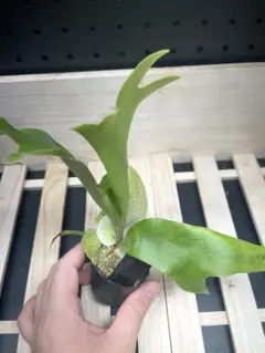 P.willinckii Calm spore① - メルカリ
