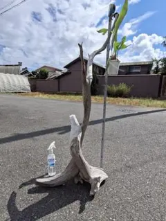 無骨な流木スタンド｜大型ディスプレイスタンド - メルカリ