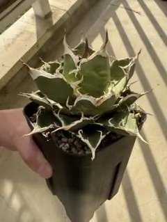 2025年最新】アガベ オアハカの人気アイテム - メルカリ