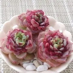 ビロード3苗セット　エケベリア　韓国苗　多肉植物