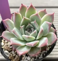 紅花ビット錦／ダウニー錦 多肉植物 エケベリア 美斑入り 新種 抜き苗